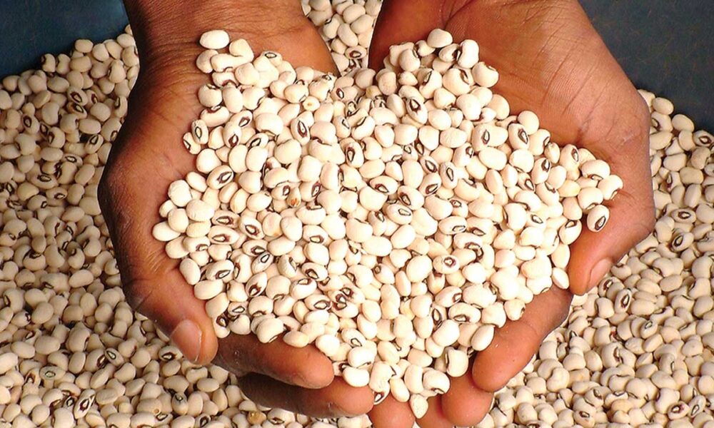 Consumers Rejoice As Bean Prices Collapse By Over 100%