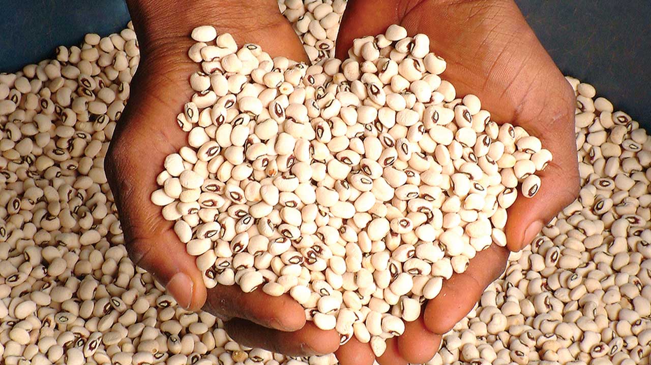 Consumers Rejoice As Bean Prices Collapse By Over 100%