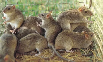 Lassa Fever Kills 142 Across 18 States - NCDC
