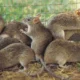 Lassa Fever Kills 142 Across 18 States - NCDC