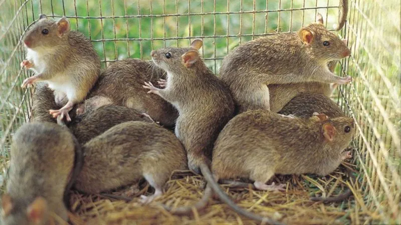 Lassa Fever Kills 142 Across 18 States - NCDC