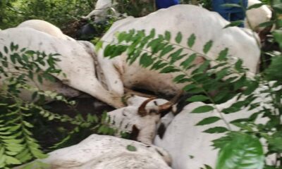 Ogun Thunderstorm Kills 32 Cattle; Owners Rule Out Foul Play