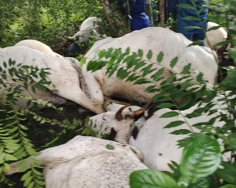 Ogun Thunderstorm Kills 32 Cattle; Owners Rule Out Foul Play