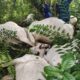 Ogun Thunderstorm Kills 32 Cattle; Owners Rule Out Foul Play