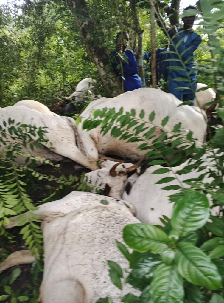 Ogun Thunderstorm Kills 32 Cattle; Owners Rule Out Foul Play