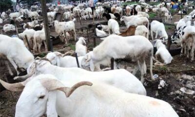 Sallah Rams: High Prices, Low Sales In Jigawa